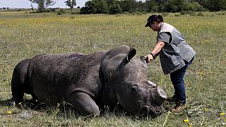 Zimbabwe dehorns rhinos to curb poaching